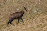 <center>Chamois.</center>