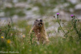 <center>Lacs de Lignin</center>Marmotte.