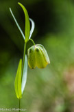 <center>Gorges de Saint-Pierre.</center>Fritillaire à involucre.
