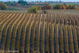 <center>Plateau de Valensole</center>