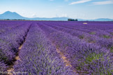 <center>Plateau de Valensole</center>