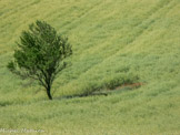 <center>Plateau de Valensole.</center>