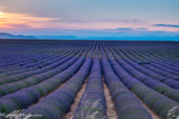 <center>Plateau de Valensole</center>