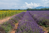 <center>Plateau de Valensole</center>