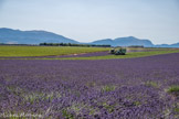 <center>Plateau de Valensole</center>