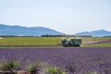 <center>Plateau de Valensole</center>