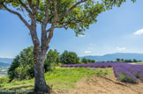 <center>Plateau de Valensole</center>