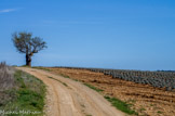 <center>Plateau de Valensole.</center>