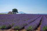 <center>Plateau de Valensole</center>
