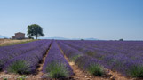 <center>Plateau de Valensole</center>