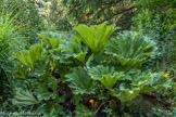 <center>Le Jardin des Fontaines Pétrifiante</center> Gunnera, la rhubarbe géante,  originaire du brésil et de la Colombie, est une plante préhistorique.