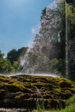 <center>Le Jardin des Fontaines Pétrifiante</center> Gunnera, la rhubarbe géante,  originaire du brésil et de la Colombie, est une plante préhistorique.