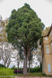 <center>Le château de Teillan. </center> Ce cyprès date de François Ier. Quand Richelieu était à Teillan, il pourchassait un pasteur protestant  protégé par la marquis. Ce pasteur, en 1629, resta caché dans l'arbre.