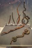 <center>Le Musée de la Musique.</center>Les cornets à bouquin.
Issu de la corne d’animal à laquelle on a ajouté au XVe siècle des trous de jeu et une embouchure séparée, le cornet à bouquin est utilisé dans la musique européenne jusqu’au XVIIIe siècle.
Il est construit en bois (en deux moitiés creusées puis collées ensemble et recouvertes de cuir), plus rarement en ivoire. Différentes tailles existent afin de satisfaire aux exigences du style polyphonique (musique à plusieurs voix).
Au XIXe, le serpent, dont le nom évoque la forme sinueuse, est l’héritier du cornet basse. Il est utilisé dans les églises pour accompagner les chantres
