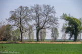 <center>La Camargue, au sud d'Arles</center>