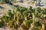 <center> Sentier du Président.</center>Le long de la corniche Salis. Cactus raquette, introduit volontairement et qui est une plante envahissante.