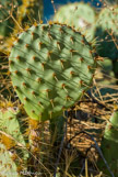 <center> Sentier du Président.</center>Le long de la corniche Salis. Cactus raquette, introduit volontairement et qui est une plante envahissante.