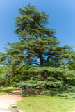 <center>Le château de Malmaison. </center> Cèdre du Liban planté à proximité de la demeure par Joséphine pour son mari Bonaparte en commémoration de la bataille de Marengo.
