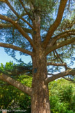 <center>Le château de Malmaison. </center> Cèdre du Liban planté à proximité de la demeure par Joséphine pour son mari Bonaparte en commémoration de la bataille de Marengo.