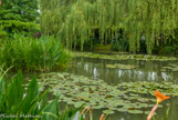 <center>Claude Monet à Giverny. </center>