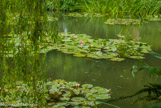 <center>Claude Monet à Giverny. </center>
