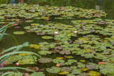 <center>Claude Monet à Giverny. </center>