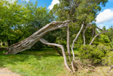 <center> Le Jardin anglais.</center> Genévrier planté par Marie-Antoinette qui fit transporter les plantes rares du jardin de Louis XV au jardin du roi, futur jardin des plantes, et les remplaça par des arbres exotiques.