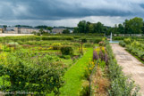<center>Le potager du Roi.</center> Le Grand Carré de 3 ha est, comme à l’origine, composé de seize carrés entourés de poiriers en contre-espaliers ; il abrite aujourd’hui une soixantaine d’espèces et de plus de 300 variétés de légumes : légumes traditionnels mais aussi condiments, courges, tomates piriformes, haricots “kilomètres”, topinambours ou légumes anciens. La taille des quelque 5000 arbres fruitiers exige de nombreuses heures de travail pour maintenir les formes adossées à des murs (espaliers), ou fixées sur des supports (les contre-espaliers, qui ont remplacé au XVIIIe siècle les arbres en boule de La Quintinie).