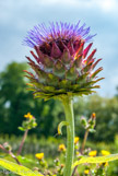 <center>Le potager du Roi.</center> Fleur d'artichaut.