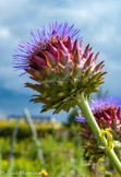 <center>Le potager du Roi.</center> Fleur d'artichaut.