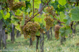 <center>Vignoble du Jurançon</center>Le Gros Manseng et le Petit Manseng composent 99 % de l'encépagement de l'aire du Jurançon. Ce sont des cépages spécifiques et locaux, bien adaptés aux conditions du climat; ceps très hauts pour éviter les gelées du printemps et grains très résistants. Le Gros Manseng constitue le cépage de base des Jurançon Secs et Jurançon moelleux jeunes. Le Petit Manseng, cépage à petites baies et peau épaisse, très apte au passerillage, produit les grands moelleux de garde. Les autres cépages sont le Petit Courbu, le Gros Courbu, le Courbu, le Lauzet et le Camaralet.
