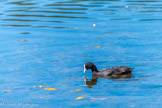 <center>Parc Ornithologique du Teich</center>Foulque, reconnaissable avec sa tête blanche. Ses ieds ne sont pas palmés, mais ses phalanges sont lobées.