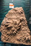 Contre-empreintes fossilisées de pas Chirotherium barthii.