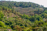 <center>Montée vers le sanctuaire de Montenero.</center> Les vignes.