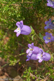 <center>Campanule.</center>