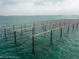 <center> Le Grand Port Maritime de Marseille-Fos. </center> Ostréiculture.