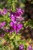 <center>Parc du Mugel.</center>Polygala à feuilles de myrtes.