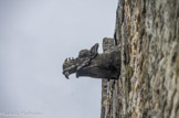 <center>Correns.</center> Le Fort Gibron. Gargouille du XIIe.