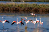 <center>Salin des Pesquiers. </center> Flamants roses. Leur couleur vient des pigments caroténoïdes présents dans les algues et les crustacés qu'ils consomment.