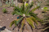 <center>Le Jardin zoologique tropical</center>Didon Edule Lindley. Famille : Zamiaceae. Mexique.