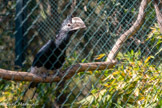 <center>Le Jardin zoologique tropical</center>Calao à joues grises. La femelle a un casque plus petit.