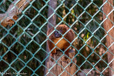 <center>Le Jardin zoologique tropical</center>Lémur à ventre rouge
Eulemur rubri venter 
Ordre: Primates.
Famille: Lemuridés.
Origine : Madagascar (Région de l’uest).
Habitat : Forêts tropicales humides. Statut: Espèce quasi menacée (UICN, 2008)
Nourriture : Fruits Feuilles. La femelle a le ventre clair.