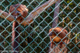 <center>Le Jardin zoologique tropical</center>Lémur à ventre rouge
Eulemur rubri venter 
Ordre: Primates.
Famille: Lemuridés.
Origine : Madagascar (Région de l’uest).
Habitat : Forêts tropicales humides. Statut: Espèce quasi menacée (UICN, 2008)
Nourriture : Fruits Feuilles. Le mâle a les yeux entourés de blanc.
