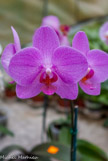 <center>Les orchidées de Michel Vacherot.</center>