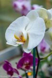 <center>Les orchidées de Michel Vacherot.</center>