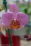 <center>Les orchidées de Michel Vacherot.</center>