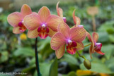 <center>Les orchidées de Michel Vacherot.</center>