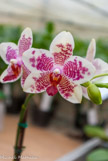 <center>Les orchidées de Michel Vacherot.</center>