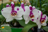 <center>Les orchidées de Michel Vacherot.</center>