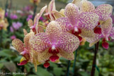 <center>Les orchidées de Michel Vacherot.</center>